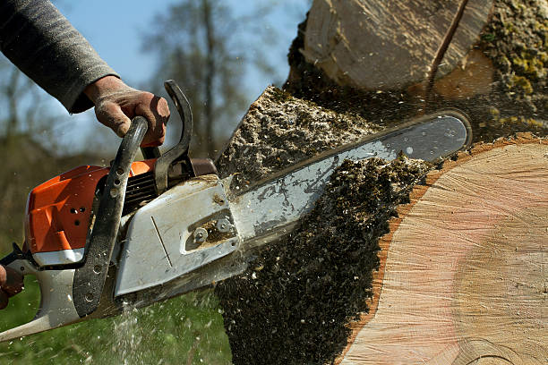 Best Storm Damage Tree Cleanup  in Magnolia, MS